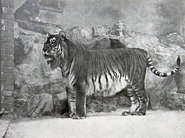 3. Tigre Cáspio