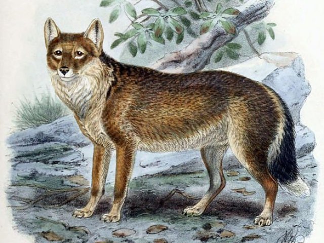Raposa das Ilhas Falkland