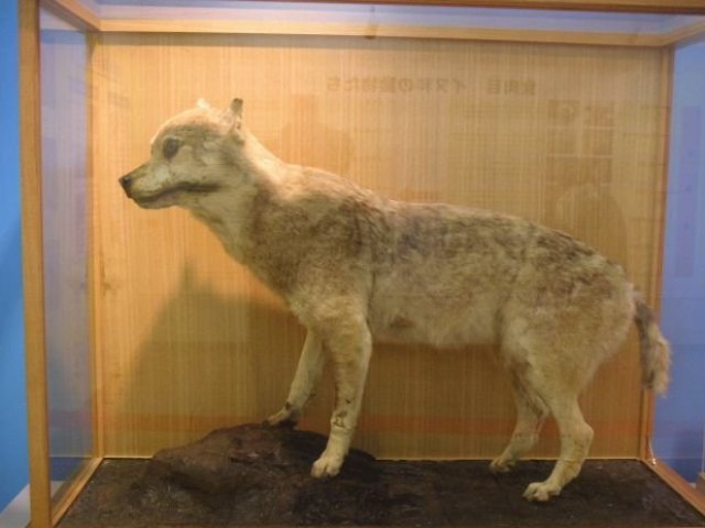 Lobo Japonês