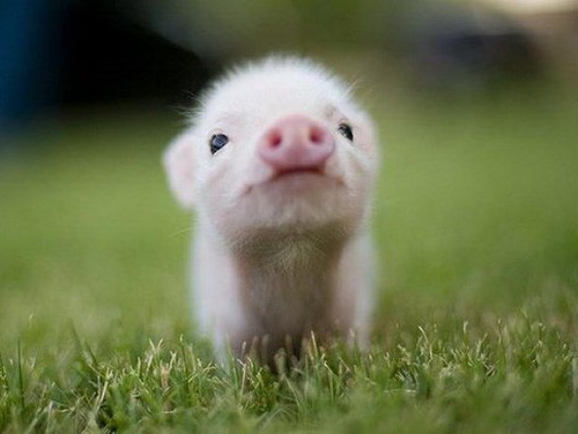 Você está pronto para ter um animal de estimação?
