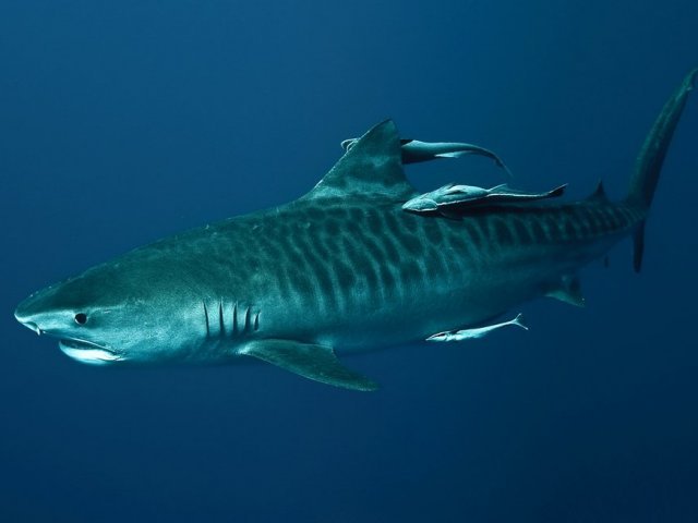 Tubarão tigre
