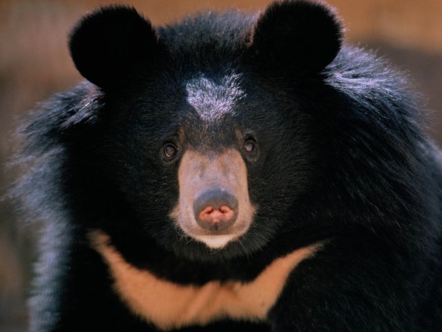 Urso preto asiático