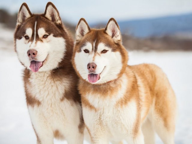 3. Husky siberiano