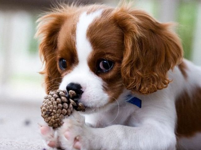 4. Cavalier King Charles Spaniel