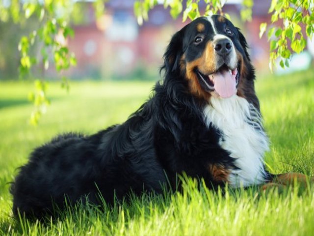 Bernese mountain dog