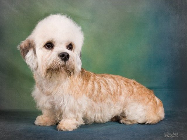 9. Dandie Dinmont Terrier