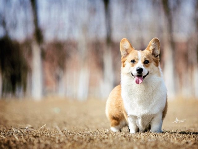 Welsh Corgi Pembroke