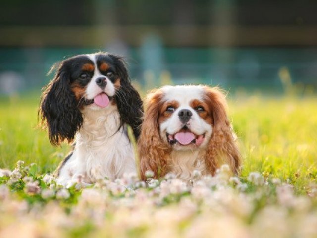 10 Cachorros super fofos!