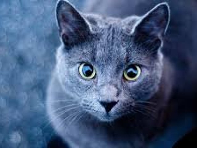 Gato/ Tigre