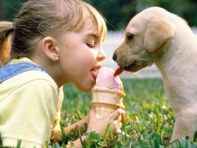 Qual raça de cachorro você deveria ter?