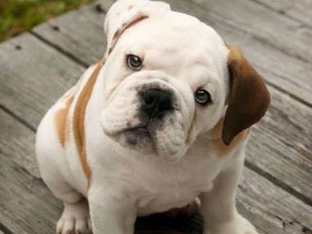 Buldogue