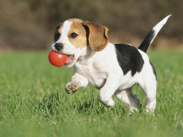 Beagle