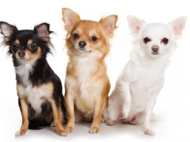 Chihuahua