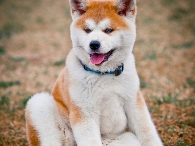 Akita Inu