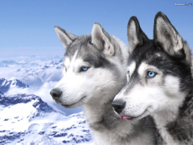 Husky Siberiano