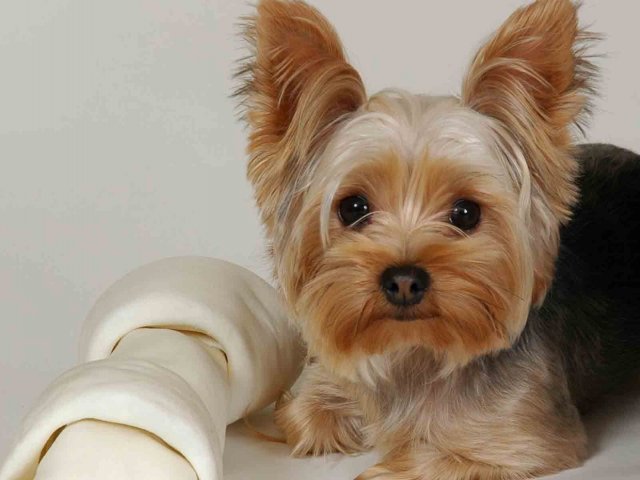 Qual raça de cachorro você seria? | Quizur