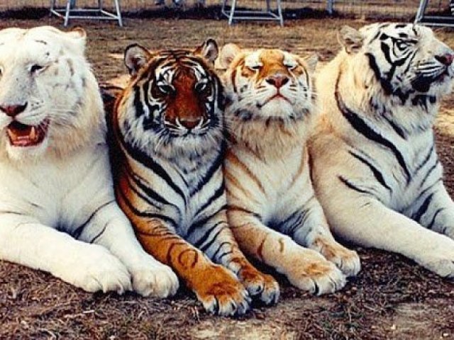 Qual animal você é ?