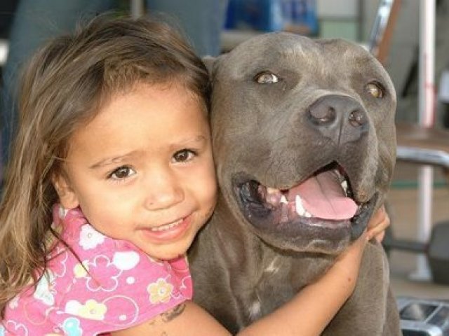 Pit bull