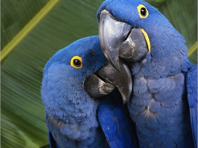 Arara azul