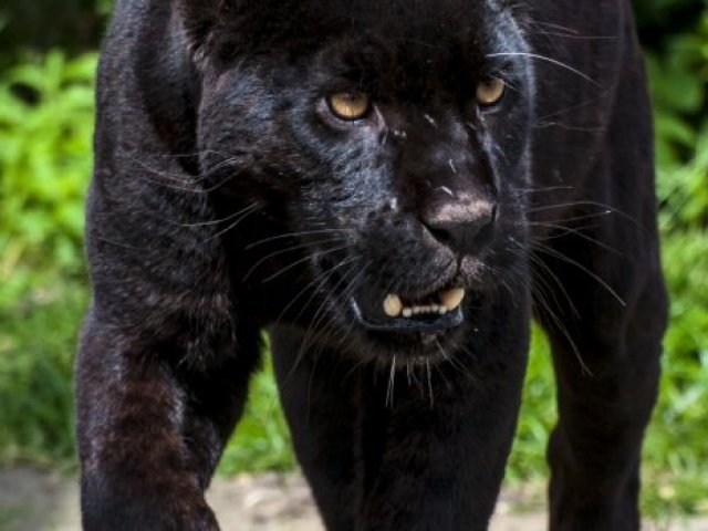 Pantera negra