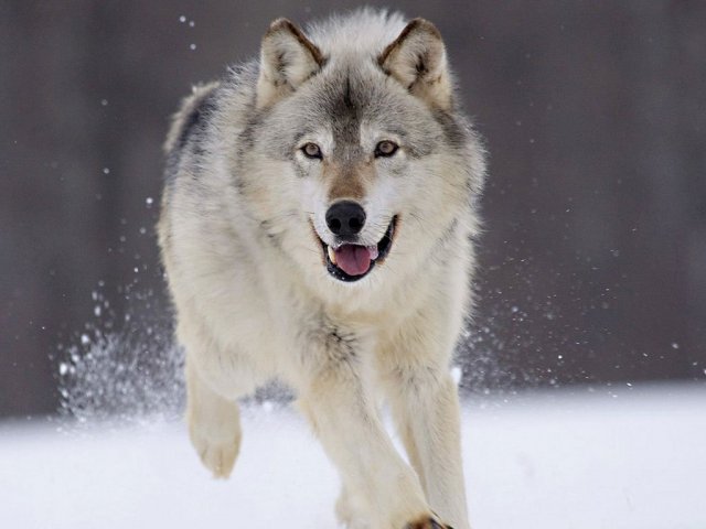 Lobo