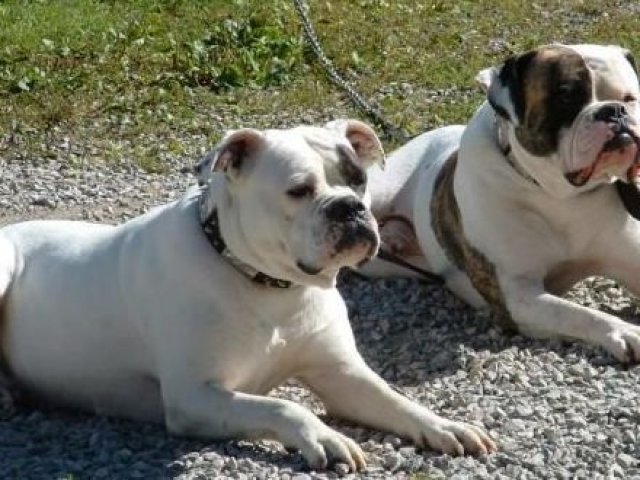 Buldogue Americano