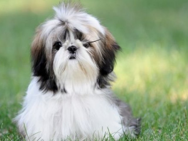 2. Shih Tzu