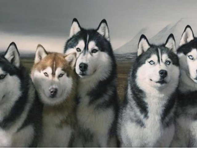 Husky Siberiano