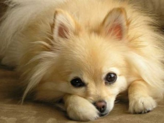 Lulu-da-Pomerânia