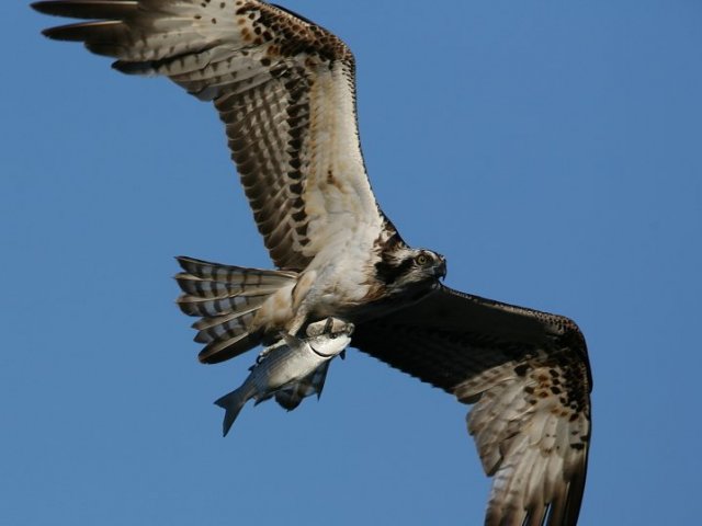 Pandion haliaetus