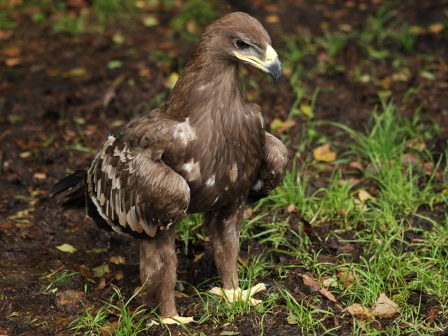 Accipitridae