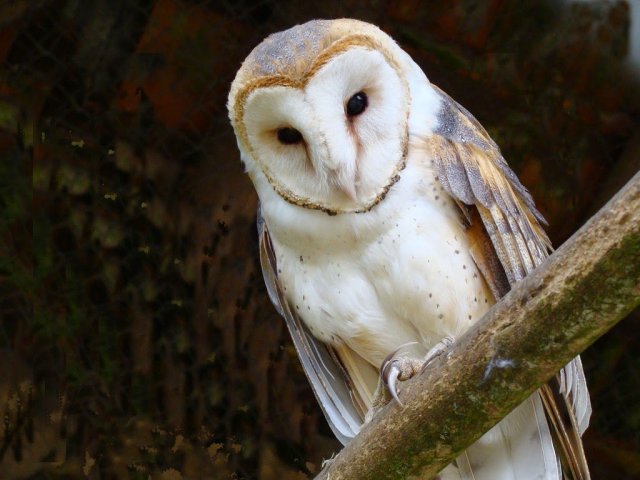 Tytonidae