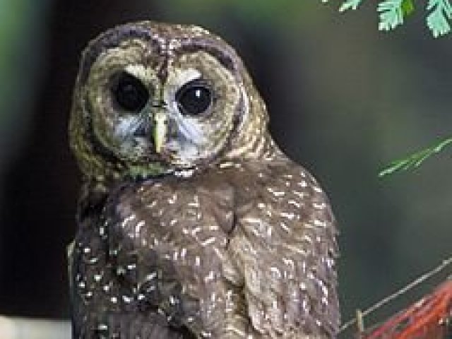Strigiformes