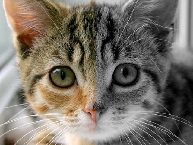 Gato!