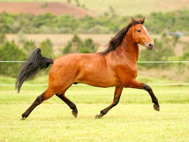 Cavalo!