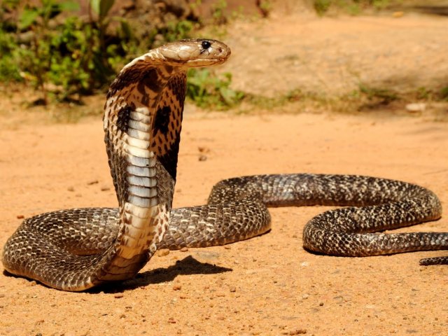 Cobra!