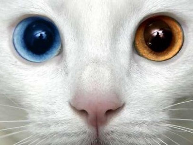 Qual gato de raça você seria?
