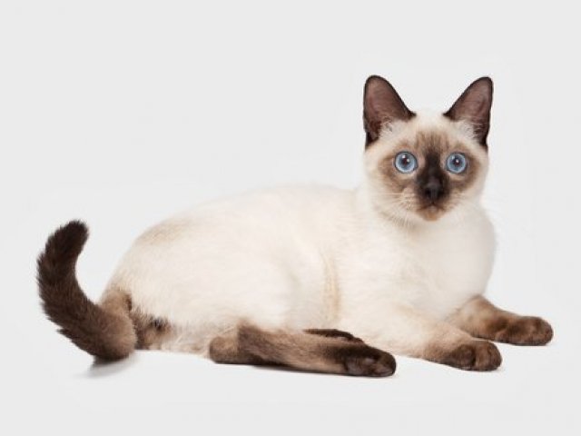 Gato Siamês