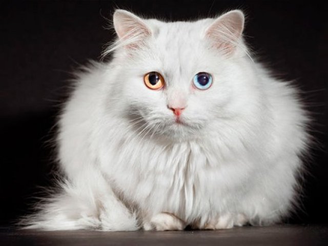 Gato Angorá