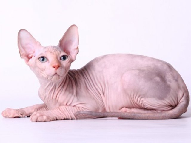 Gato Sphynx