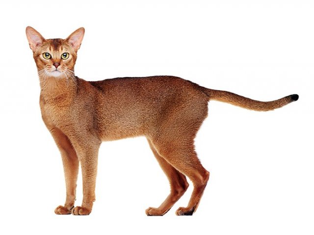 Gato Abissínio