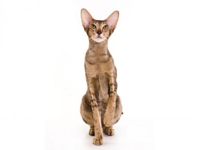 Gato Oriental