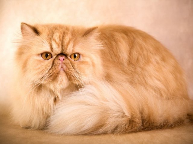 Gato Persa