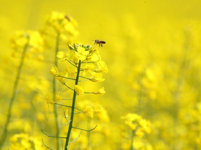 Amarelo