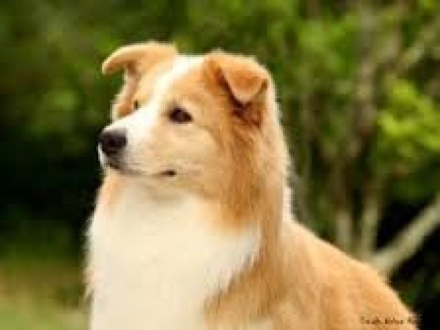 Border Collie