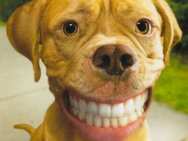 Mandou bem! Poucos vão ter a oportunidade de admirar um cachorro sorrindo tão lindamente.