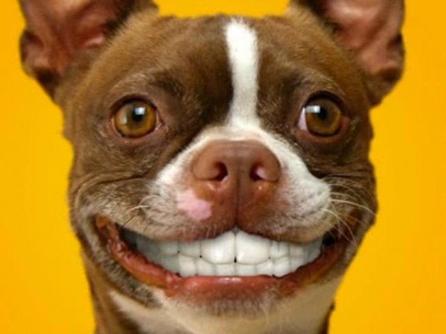 Quase lá! Poucos vão ter a oportunidade de admirar um cachorro sorrindo tão lindamente.