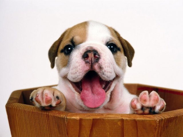 Esse cachorrinho lindo o chama a sorrir! Parabéns! Quase lá! Poucos vão ter a oportunidade de admirar um cachorro sorrindo tão lindamente.
