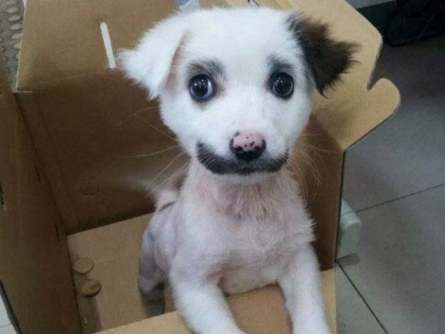 Este cãozinho bonitinho o convida humildemente a tentar novamente! Vamos dobrar esse resultado? Vamos lá.
