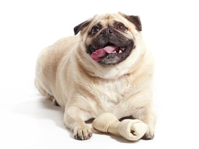 Quase lá! Poucos vão ter a oportunidade de admirar um cachorro sorrindo tão lindamente.